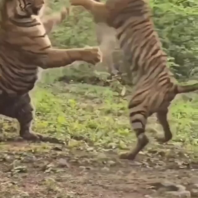 Ranthambore safari photo posted on Instagram, 21 Oct 2026