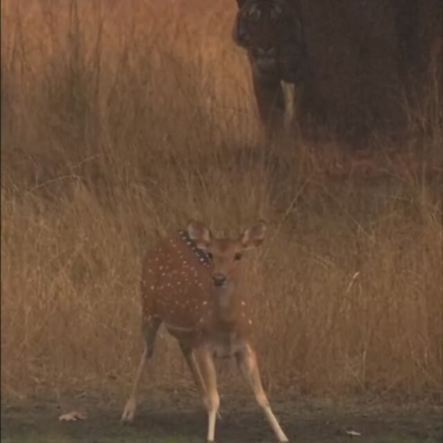 Ranthambore safari photo posted on Instagram, 17 Oct 2026