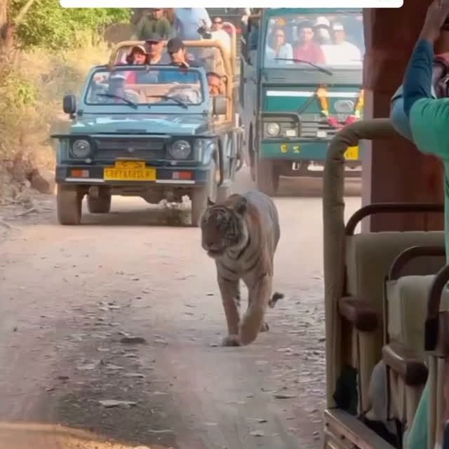 Ranthambore safari photo posted on Instagram, 28 Oct 2026