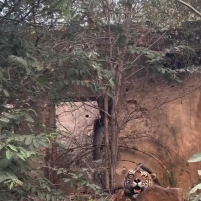 Ranthambore safari photo posted on Instagram, 19 Oct 2026
