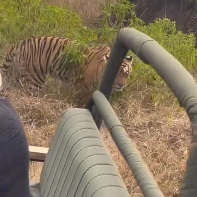 Ranthambore safari photo posted on Instagram, 18 Oct 2026
