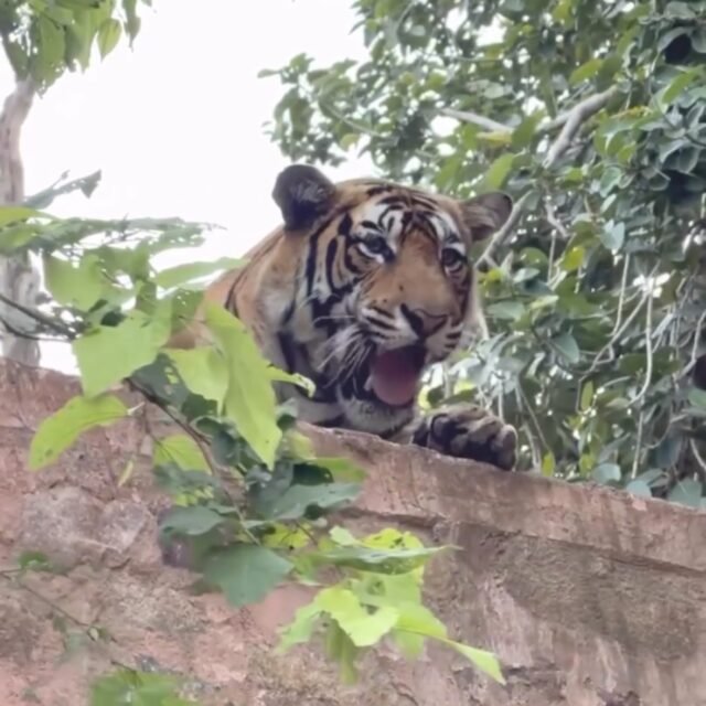 Ranthambore safari photo posted on Instagram, 11 Oct 2026
