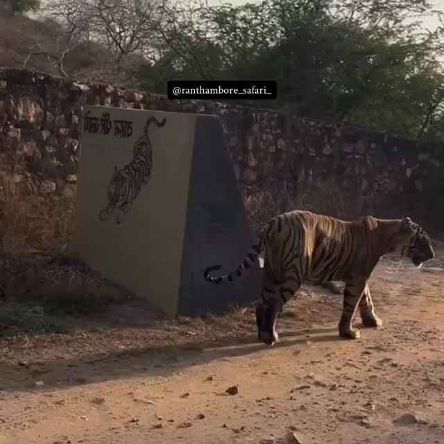 Ranthambore safari photo posted on Instagram, 8 Oct 2026