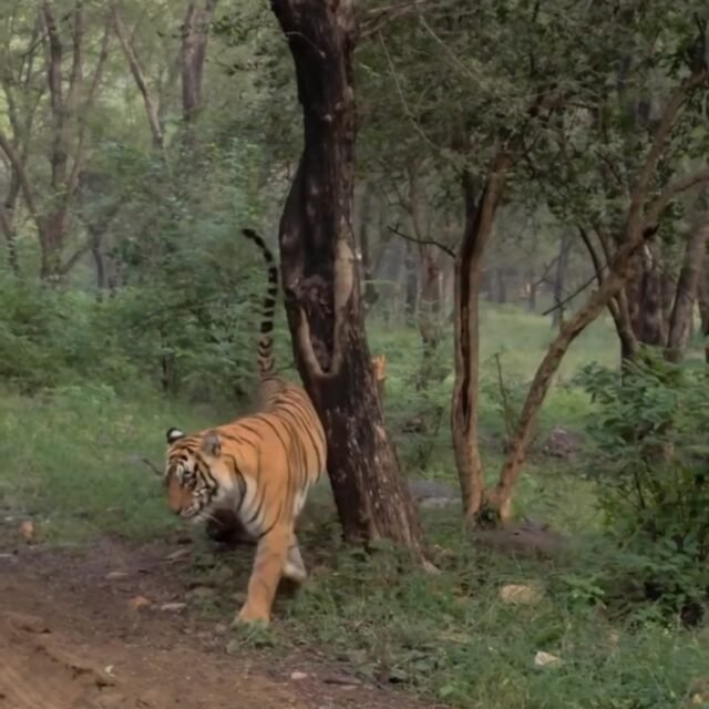 Ranthambore safari photo posted on Instagram, 29 Oct 2026
