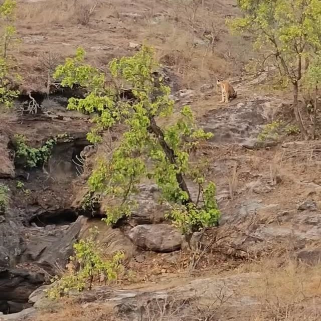 Ranthambore safari photo posted on Instagram, 23 Oct 2026