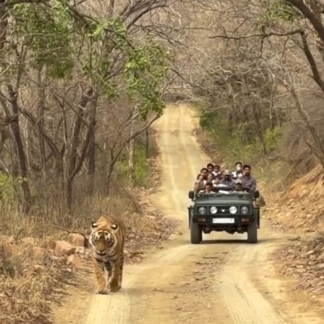 Ranthambore safari photo posted on Instagram, 20 Oct 2026