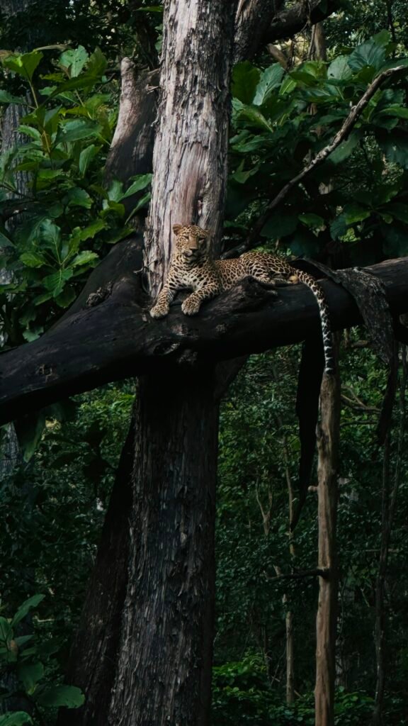 A leopard resting along a tree branch in the forest