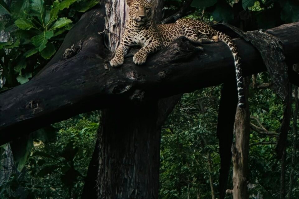 A leopard resting on a tree branch, like leopards in Ranthambore