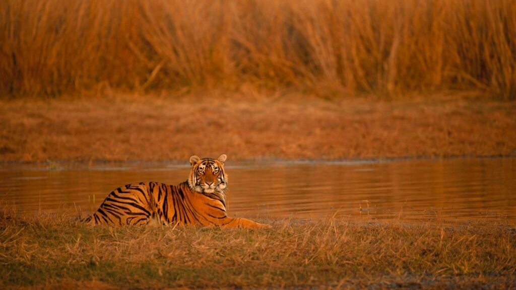 A tiger resting on the bank of a lake in golden light