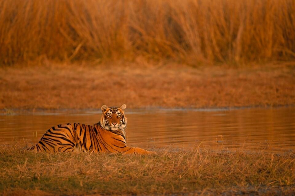 A tiger resting on the bank of a lake in golden light