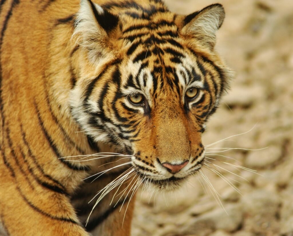 Close-up of a tiger’s face in warm light