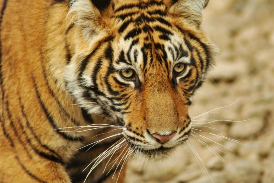 Close-up of a Bengal tiger, the animal at the heart of the history of Ranthambore
