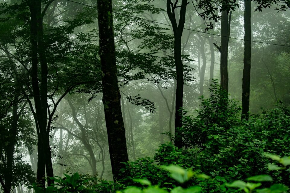 Misty green forest, the landscape of Ranthambore in monsoon