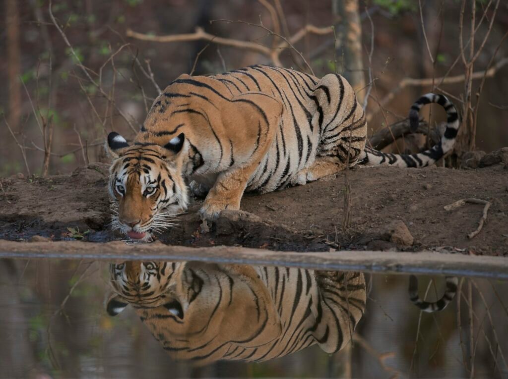 A tiger lying at the edge of a waterhole with its reflection