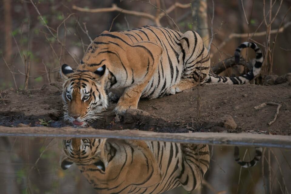 A tiger resting by a waterhole, comparing Ranthambore vs Jim Corbett