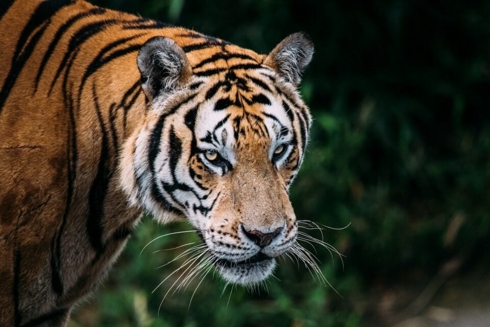 A tiger in green forest, the goal of a Ranthambore safari for foreigners