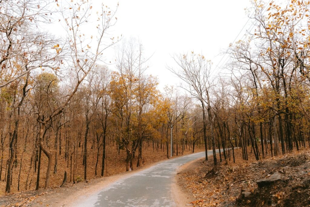 A road winding through dry forest with fallen leaves