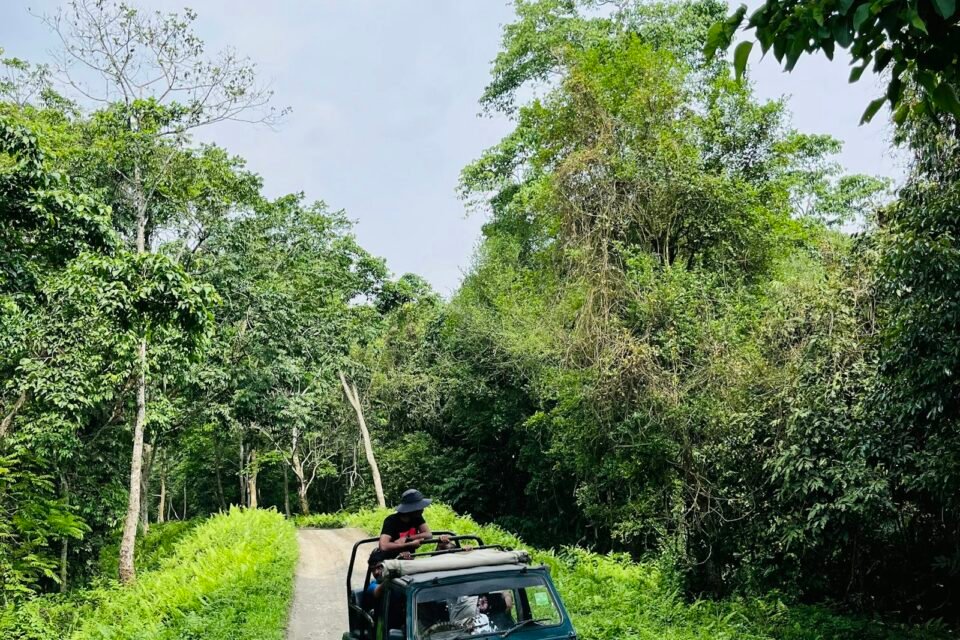 An open jeep on a forest track, following Ranthambore safari rules