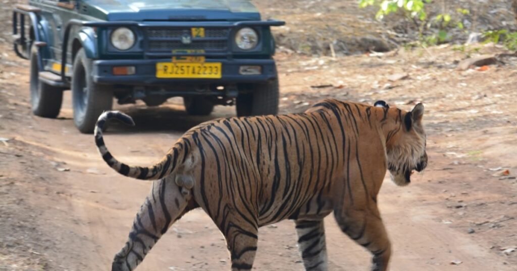 A tiger and a safari Gypsy in Ranthambore National Park