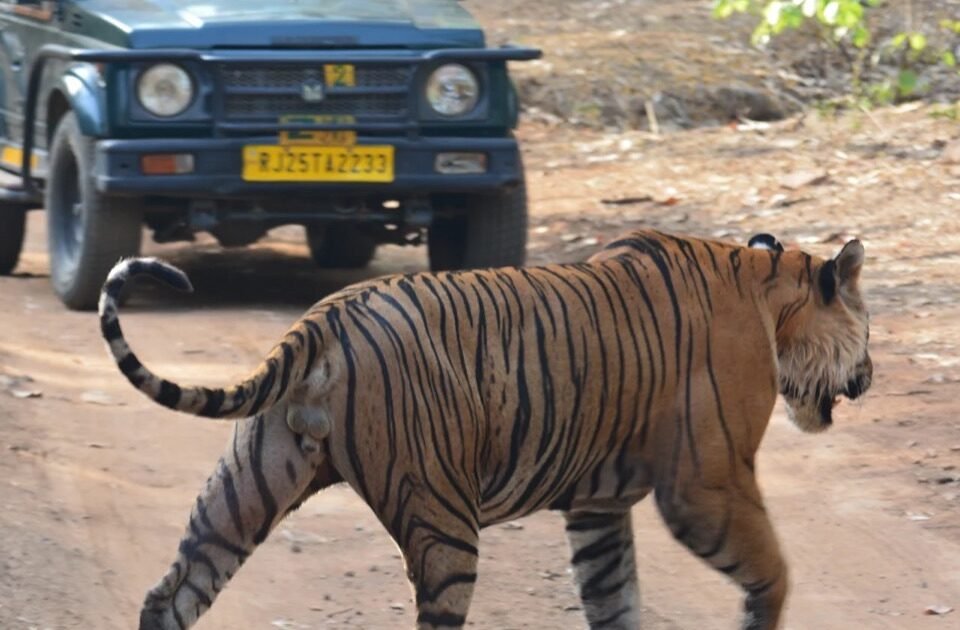 A tiger and a safari Gypsy in Ranthambore National Park