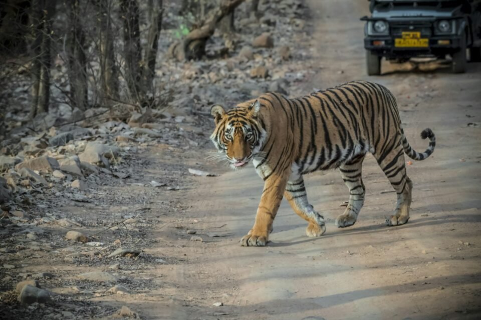A tigress walking across a dirt track in front of a safari Gypsy