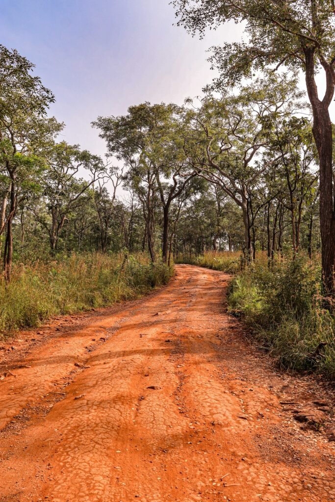 A red dirt track running through dry forest and grass