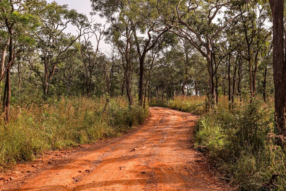 A red dirt track through forest, the road after a Ranthambore Tatkal safari booking
