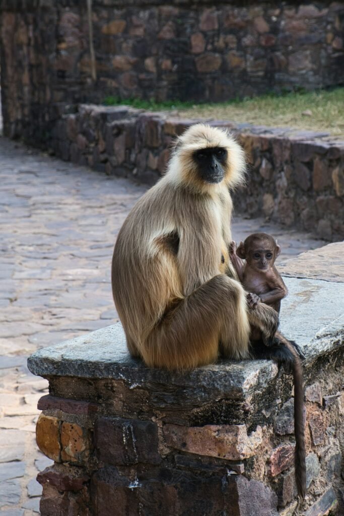 A mother langur monkey sitting on a stone with her baby