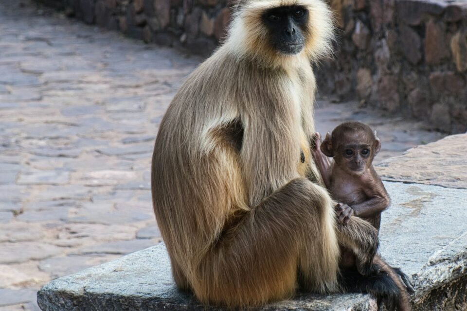 A mother langur with her baby, a favourite sight in Ranthambore with kids