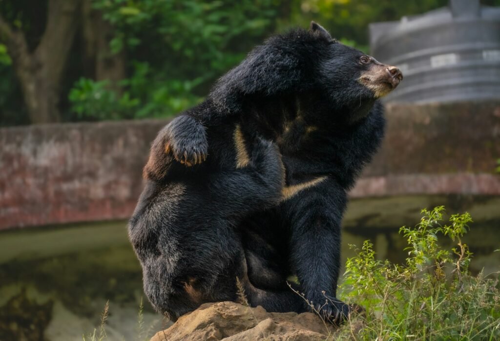 Two shaggy sloth bears wrestling on a rock