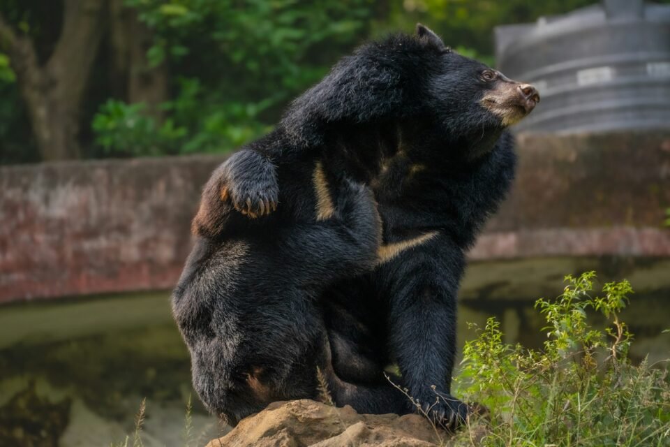 Two sloth bears in Ranthambore wrestling on a rock